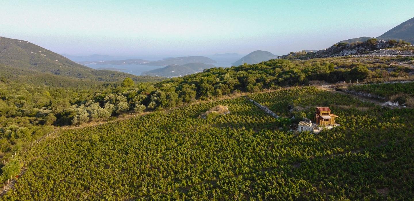 vineyards