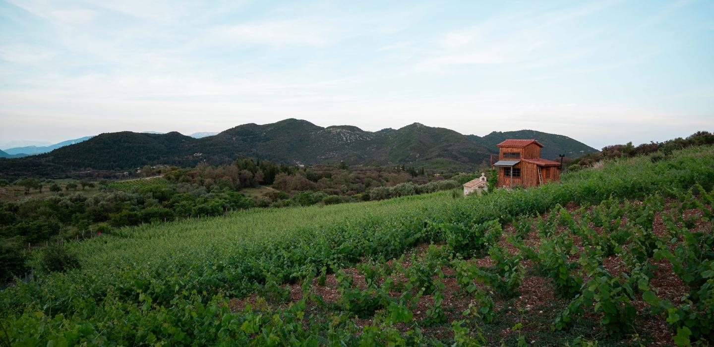 vineyards