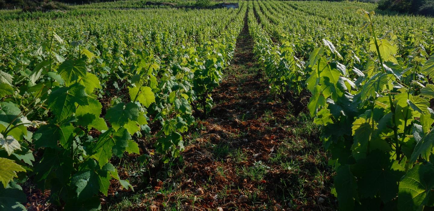 vineyards
