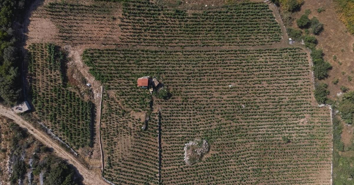αμπελωνες, vineyards