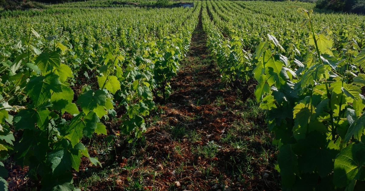 Επισκεφθείτε το οινοποιείο Σύφλογο